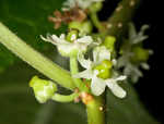 Common winterberry